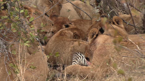 lions feeding on zebra carcass in african wlid