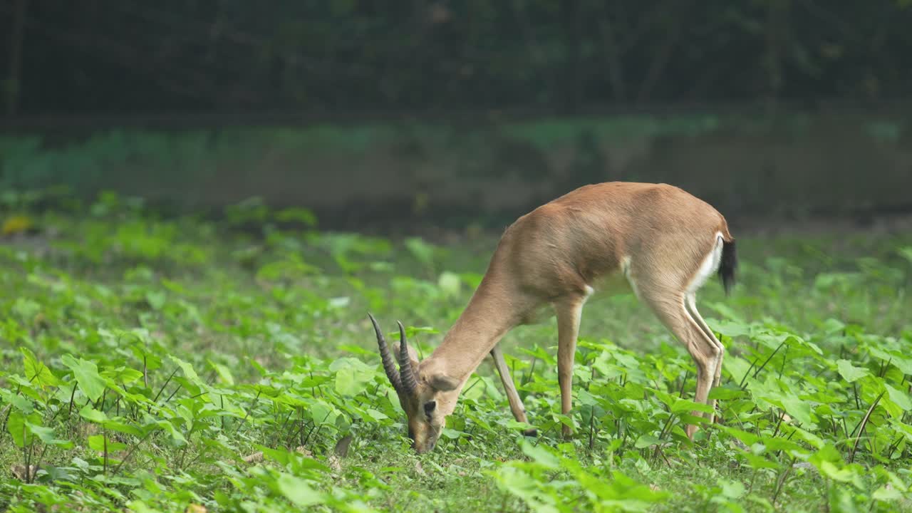 La Chinkara o gazzella nello zoo