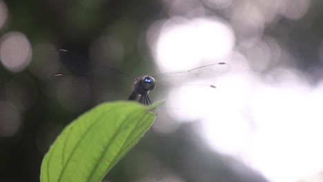 Libelle-Ruht-Auf-Einem-Grünen-Blatt-In-Einem-Wald