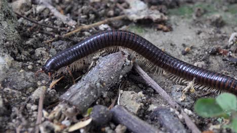 Tropische-Umgebung-Im-Freien,-Nahaufnahme,-Detailansicht,-Wirbellose-Insekten