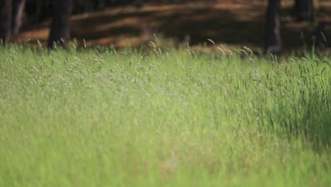 lush green grass field with blurred forest background