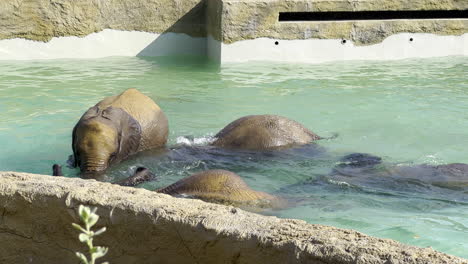 elefantes bebés nadando en una piscina y jugando entre ellos