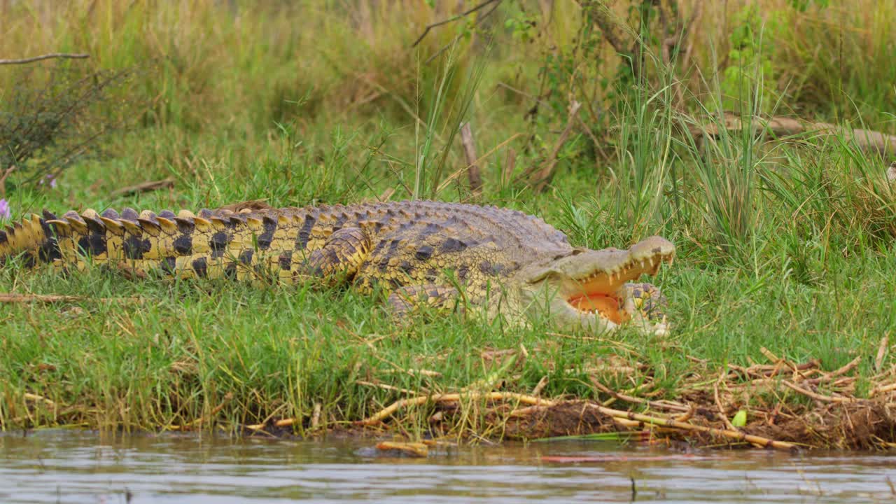 Nile Crocodile Gaping By The River Nile Within The Murchison Falls National Park In Uganda, Africa. - closeup shot