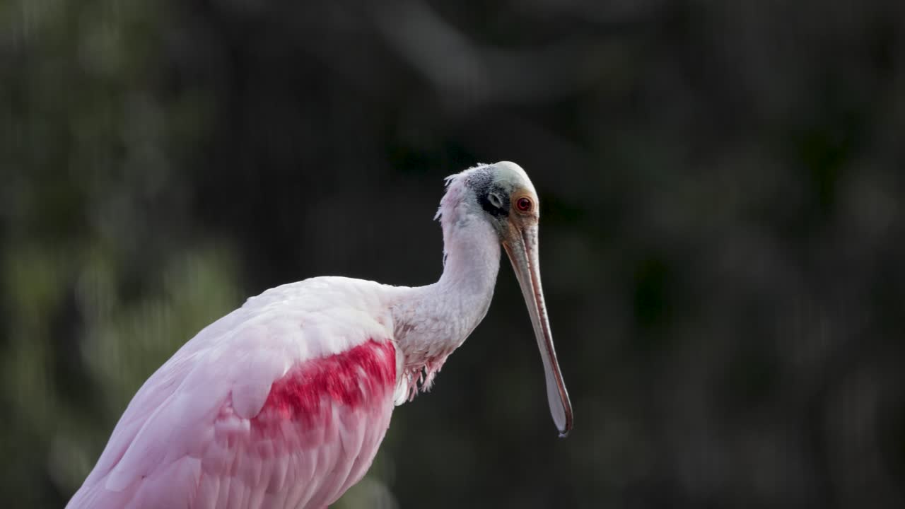 Close-up of a roseate spoonbill bird in profile with vivid pink feathers and soft natural light in a forested background