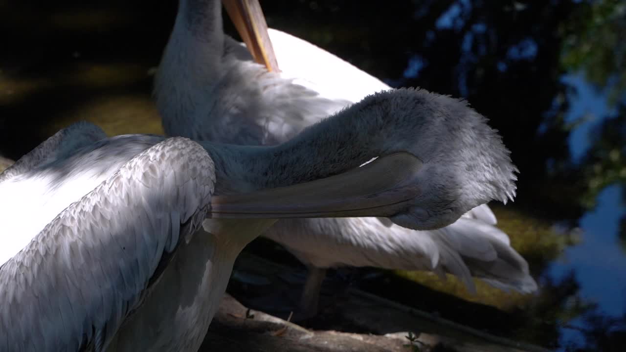 vista de cerca de las plumas de limpieza de pelícanos en un entorno natural