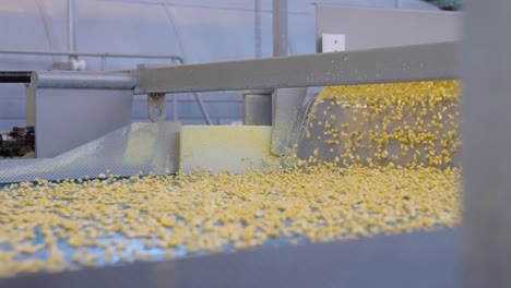 automated quality checks for corn in a food processing plant, featuring sorting, inspection, and machinery ensuring quality control