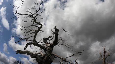 A-time-lapse-of-white-clouds-blowing-above-dead-trees-in-late-summer-in-the-English-Countryside,-Worcestershire,-UK