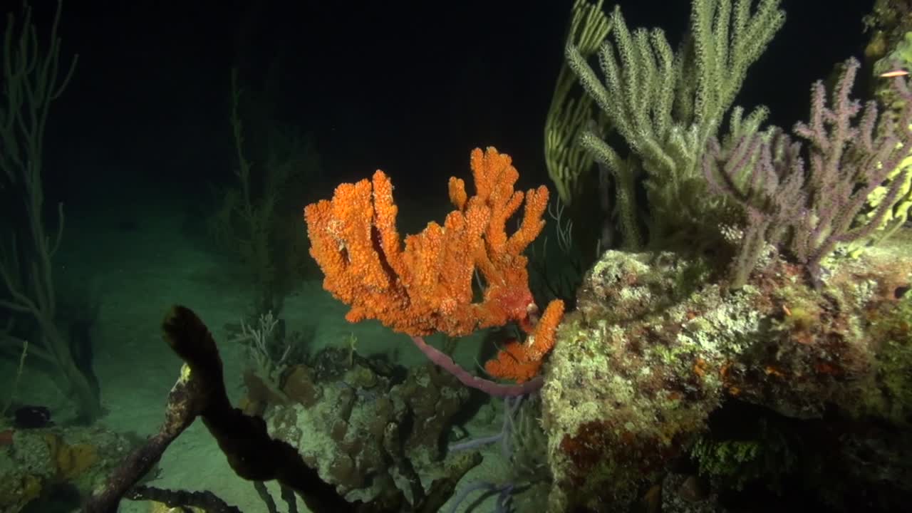 color del arrecife en la noche