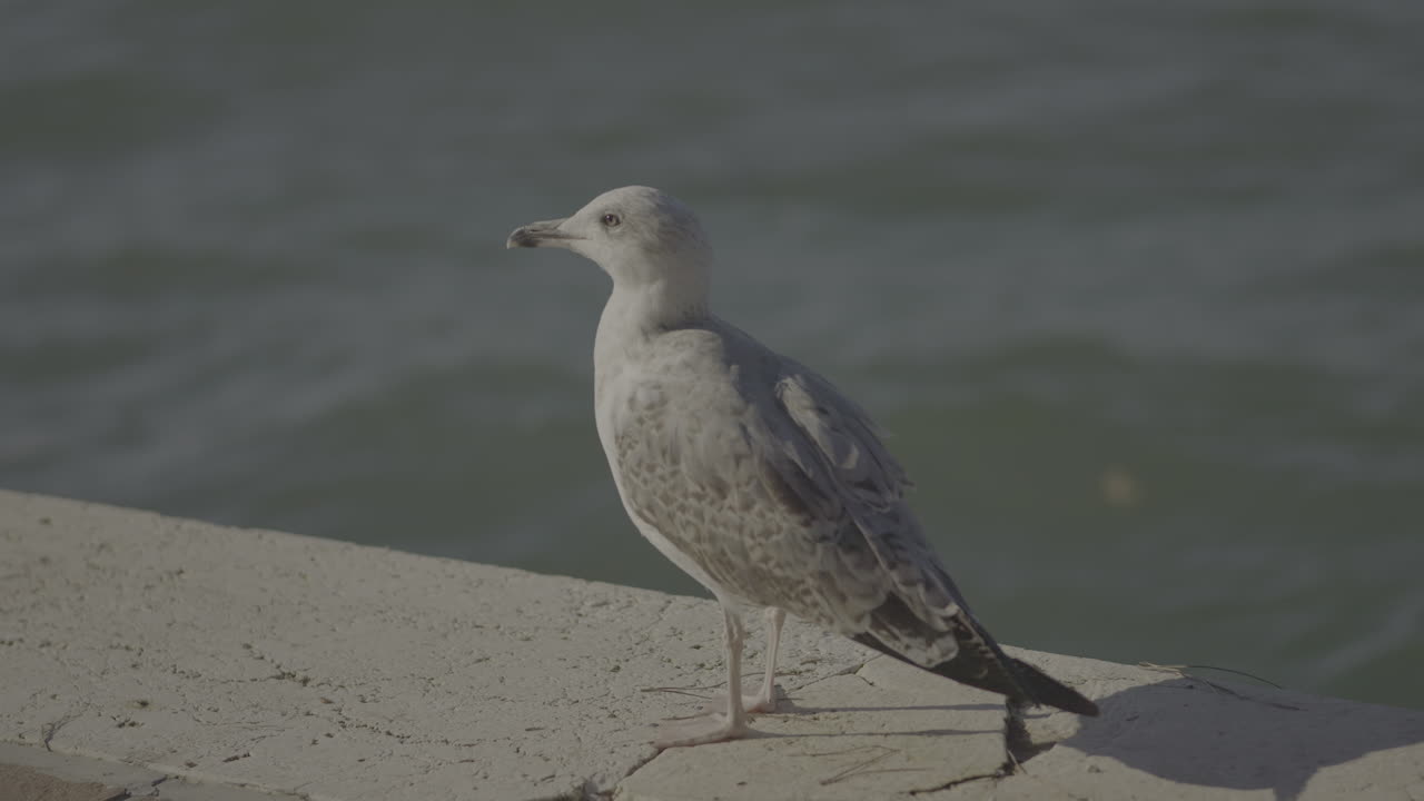 A Seagull on a Concrete Wall by the Water