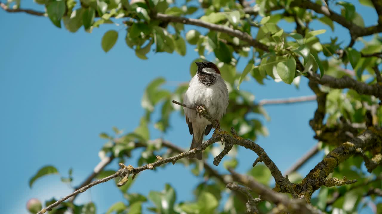 Sparrow close up, bird in tree branches