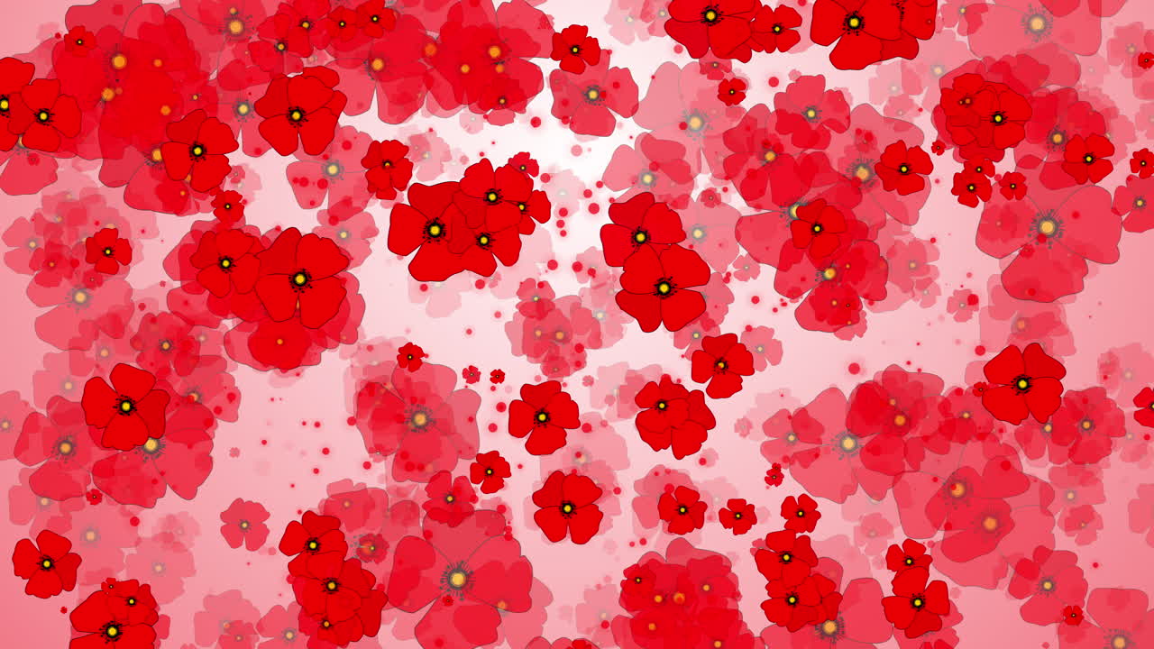 Red poppy flowers on white background. Abstract looped motion graphics. Rotating flora animation. Symbol of both Remembrance and hope for a peaceful future.