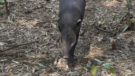 Large-Black-Antear-Walking-in-Nature-Reserve