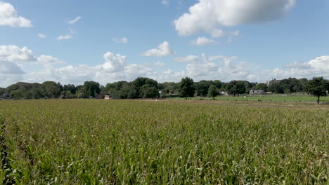 Moving-fast-over-wheat-field-on-beautiful-summer-day