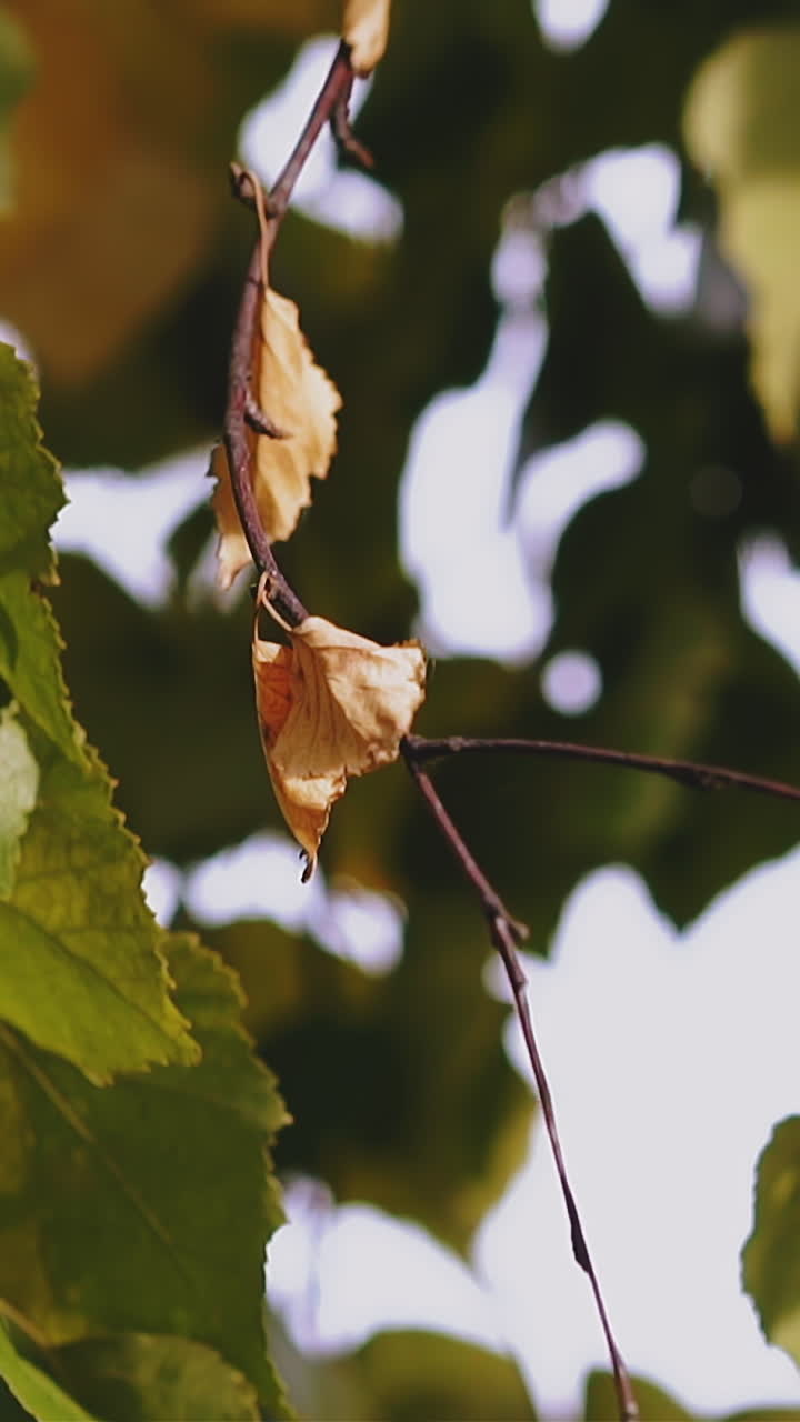 CU, slow motion: thin young branches of birch tree with green and yellow leaves waved by light wind in summer forest on sunny day extreme closeup