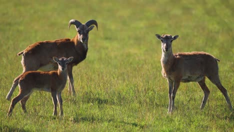 mouflons family stand on the lush green meadow facing the camera