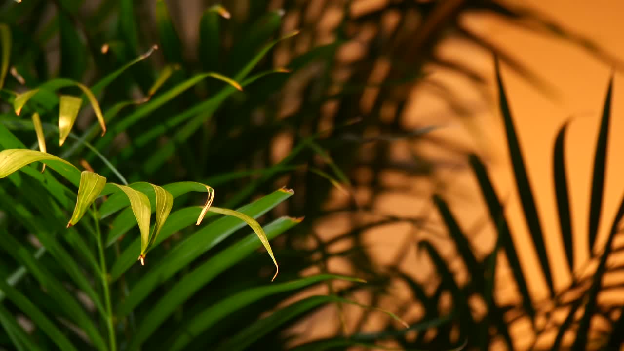 Indoor palm plant