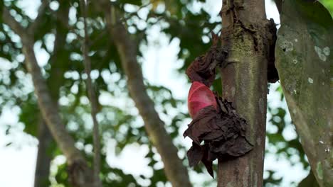 Close-up-of-beautiful-brownea-grandiceps-growing-on-tree-in-deep-wilderness-of-Ecuador