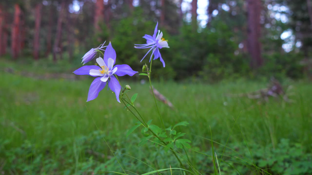 colorado columbine azul púrpura flores silvestres después de lluvia nublada temprano en la mañana prado de hoja perenne bosque monte lado montañas rocosas parque nacional panorámica cinematográfica deslizador a la izquierda profundamente en el bosque