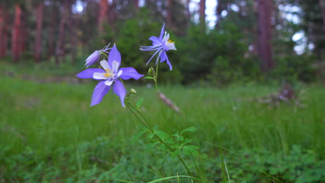 colorado columbine blue purple wild flowers after cloudy rainfall early morning evergreen meadow forest mount side rocky mountains national park cinematic pan slider to the left deep in the woods