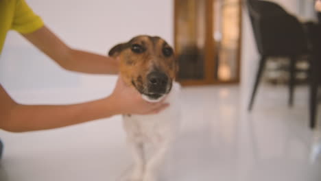 boy takes his dog with his hands and brings him closer to the camera