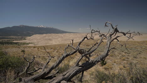 Gran-Parque-Nacional-De-Dunas-De-Arena-Con-Enebro-Muerto-En-Primer-Plano