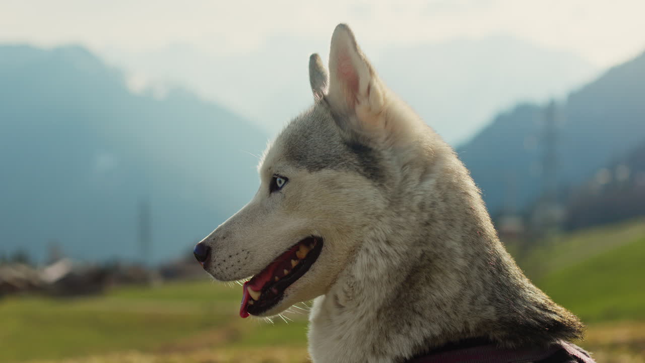 Majestic husky walking through an open alpine field at sunset, with breathtaking mountain views and