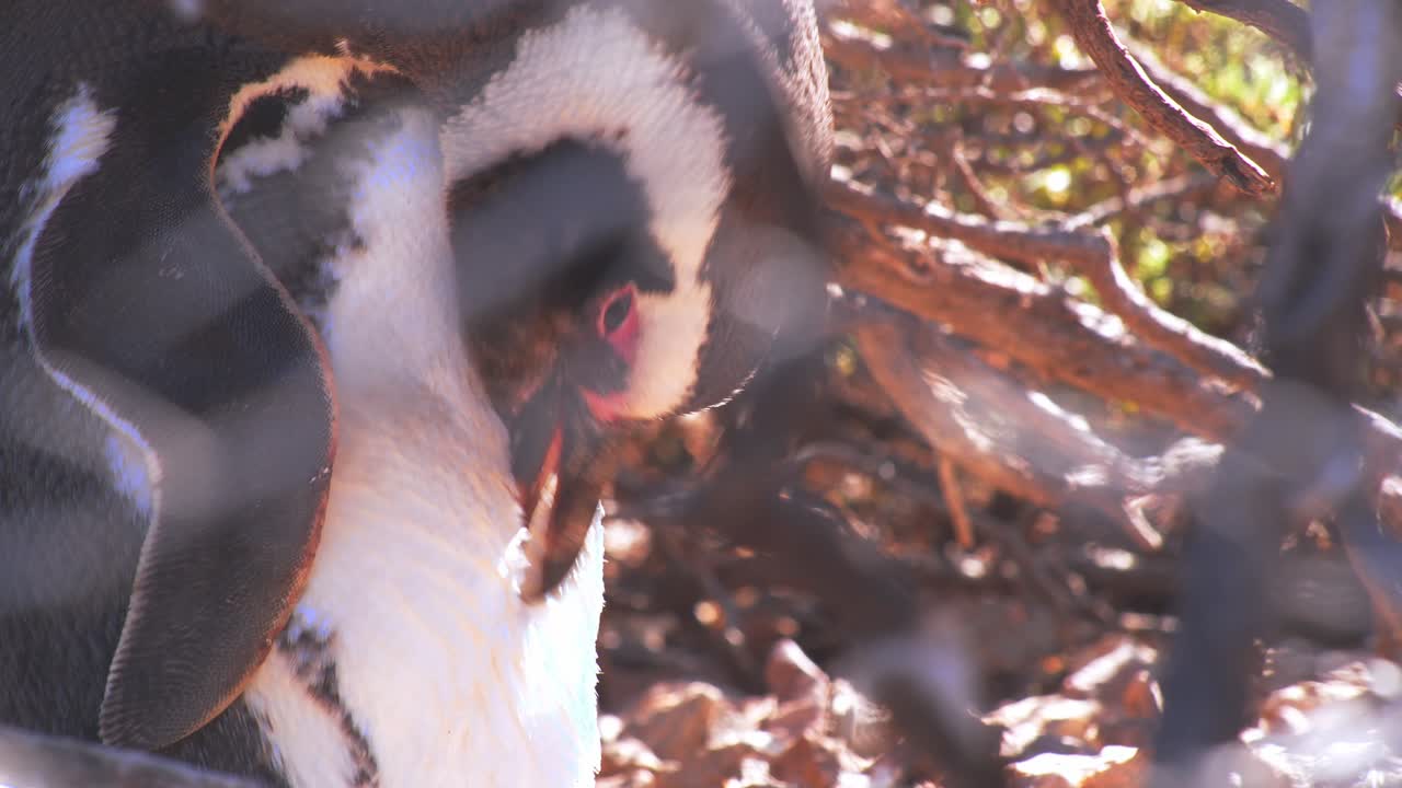 el pingüino de magallanes en la sombra de un arbusto leñoso el sol espiar aunque en la playa de bahia bustamante