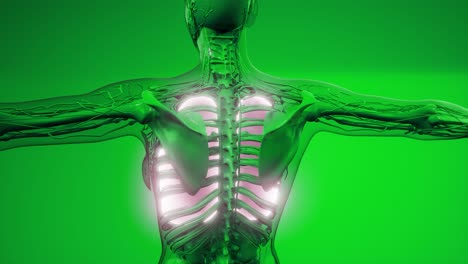 exploración de la anatomía de los pulmones humanos