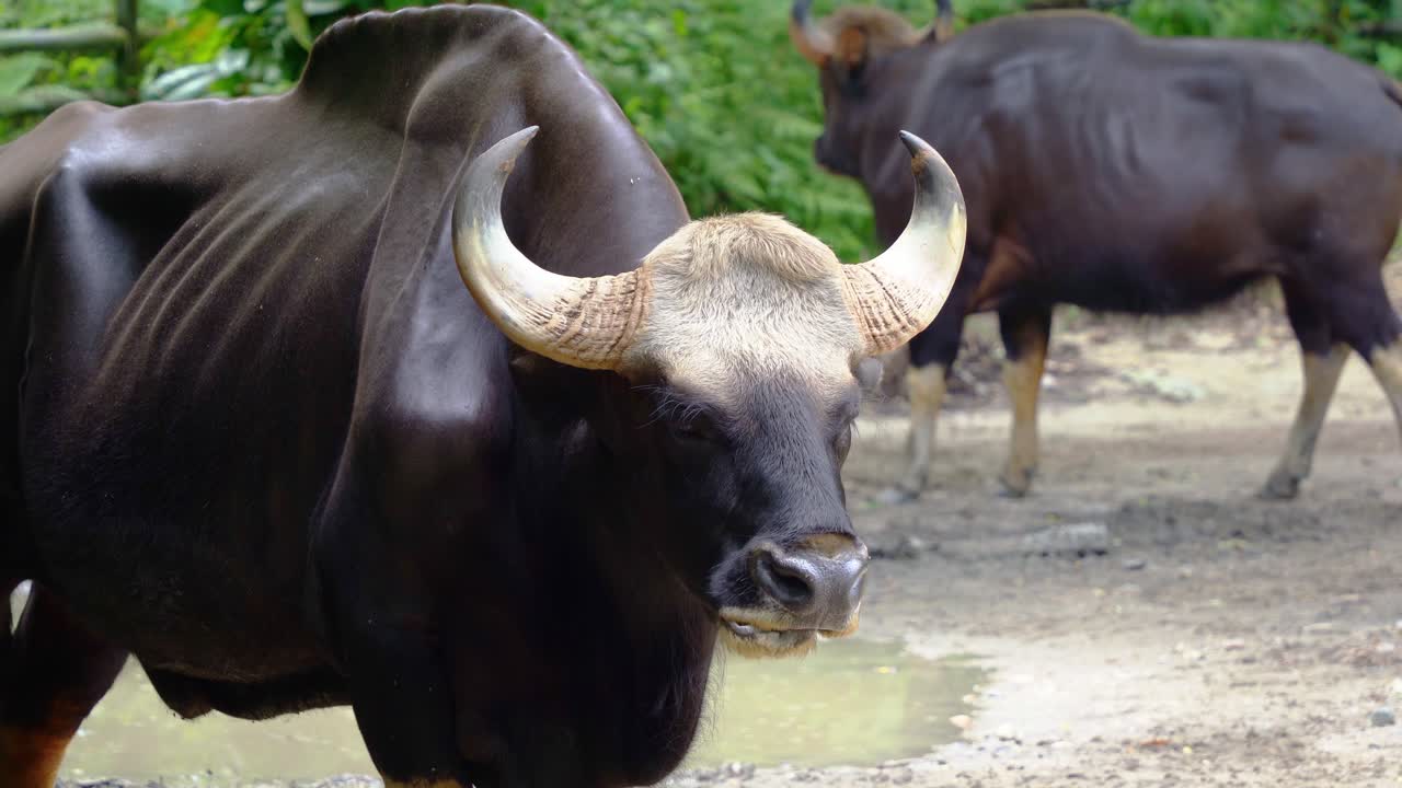 un macho adulto malayo gaur, bos gaurus hubbacki con apariencia muscular de color marrón oscuro, comiendo y masticando alimentos, toma de cerca