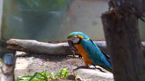 Animal-feeding-in-wildlife-bird-park,-a-tourist-extended-its-hand-feeding-a-blue-and-yellow-macaw,-ara-ararauna-on-the-ground,-close-up-shot