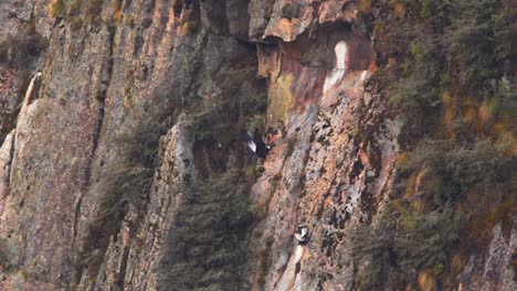 one andean condor approaches a ledge and lands on it as another one is sitting on it