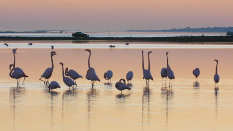 flamingos eating in a barrier pond and doing courtship with car driving in back