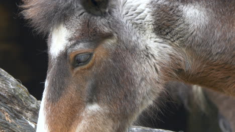 Primer-Plano-De-Un-Hermoso-Caballo-Moteado-Con-Ojos-Negros-Descansando-Al-Aire-Libre-En-La-Naturaleza-Durante-El-Día