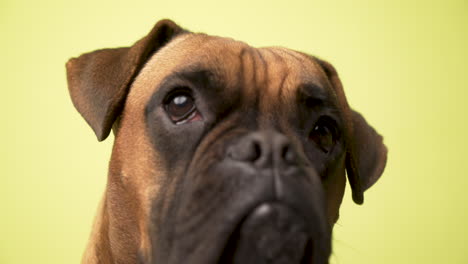 close-up of a boxer dog