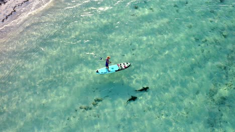 stand-up paddling on clear blue sea surface in the bahamas with nurse sharks swimming underwater. aerial
