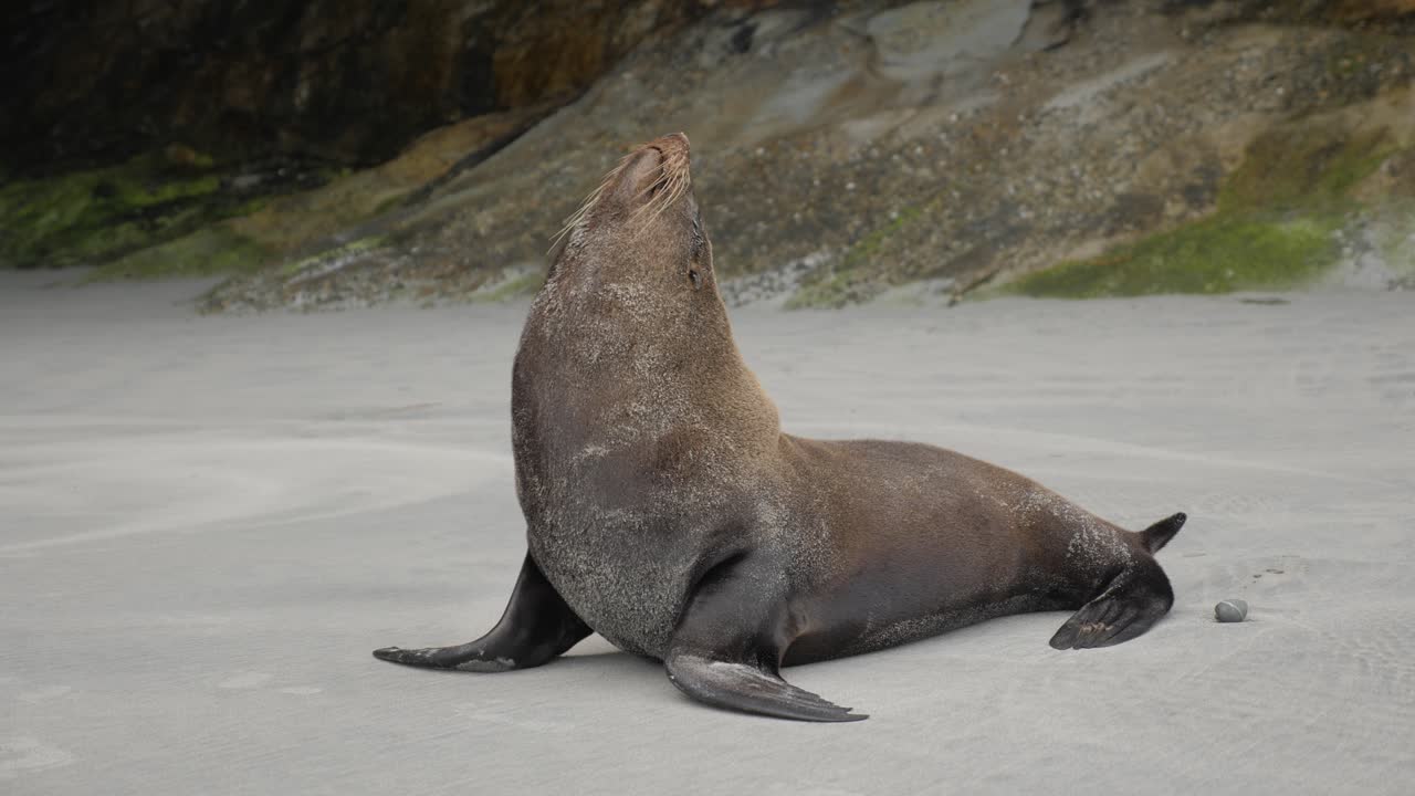 A lone seal resting on Wharariki Beach, New Zealand during cloudy day, static shot in 4K.