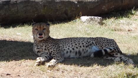 a cheetah lying down in some shade