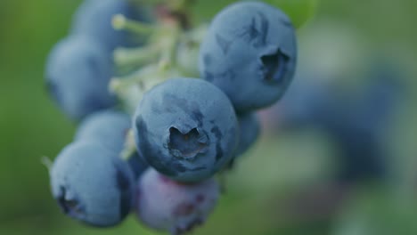 Reife-Frische-Gesunde-Blaubeeren-Am-Stiel-Mit-Grünem-Bokeh-Aus-Nächster-Nähe