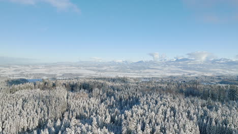 Snowscape-Forestland-With-Dense-Pine-Trees-During-Winter-In-Jorat-Woods,-Canton-of-Vaud,-Switzerland