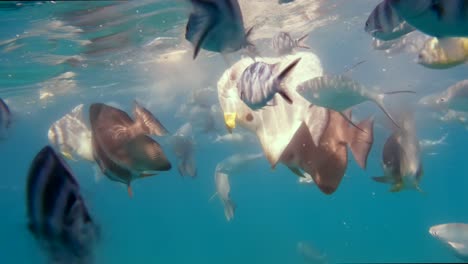 seychelles, st anne marine park, loads of fishing swimming around