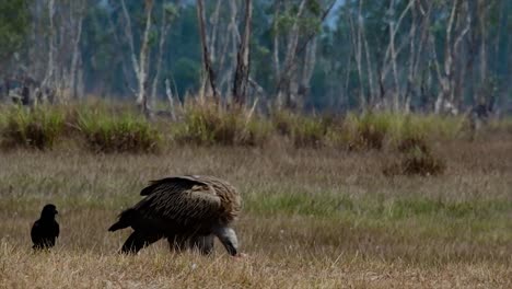 The-Himalayan-Griffon-Vulture-is-Near-Threatened-due-to-toxic-food-source-and-habitat-loss