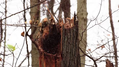 Slowmotion shot of a red squirrel exploring the inside of a tree with snow falling
