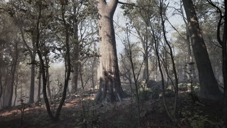 misty forest scene