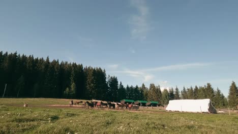 dynamic flight footage from racing drone moving fast towards a herd of hucul horses grazing on a pasture in sihla, central slovakia