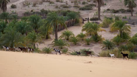 rebaño de cabras en dunas de arena en el desierto del sahara mauritania, áfrica