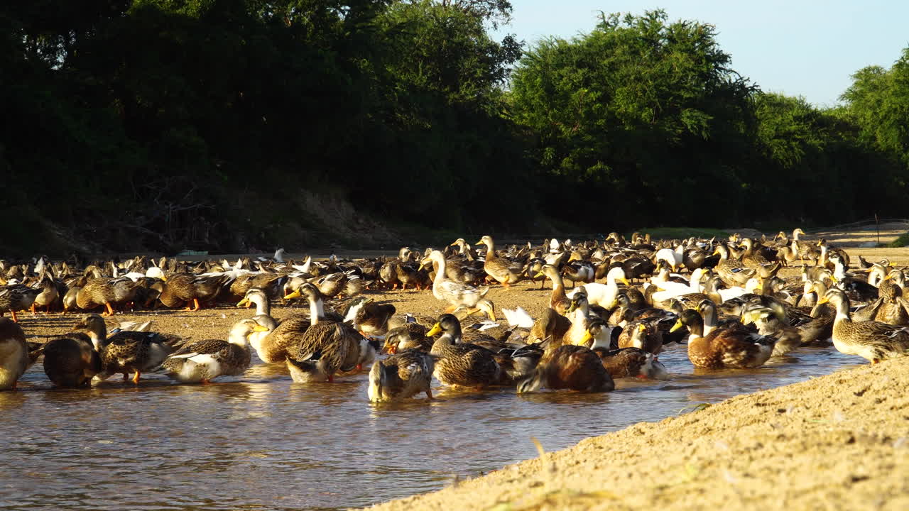 primer plano que muestra un grupo de patos salvajes en la orilla arenosa y el lago salado durante la puesta de sol - vietnam, asia
