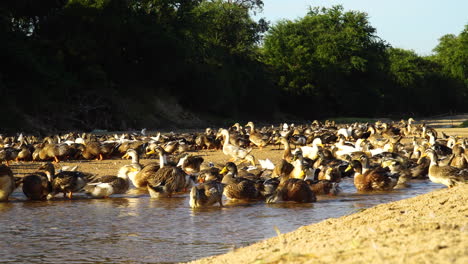 Nahaufnahme-Einer-Gruppe-Wilder-Enten-Am-Sandstrand-Und-Im-Salzsee-Bei-Sonnenuntergang---Vietnam,-Asien