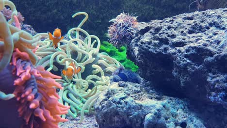 dos peces payaso jugando en su hábitat la anémona en un acuario