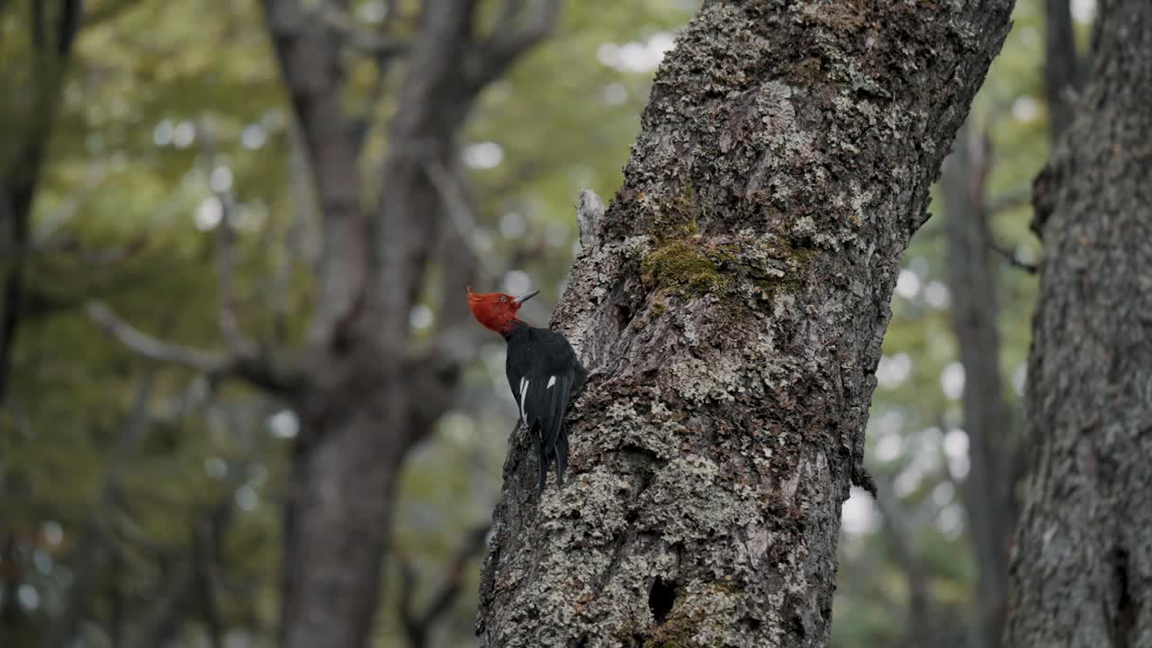 pájaro macho del pájaro carpintero de magallanes en los bosques de tierra del fuego, argentina - de cerca