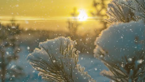 snow falling nature forest trees landscape on white sunny winter day mood. light and bright snow cold time, video loop, cinemagraph video loop